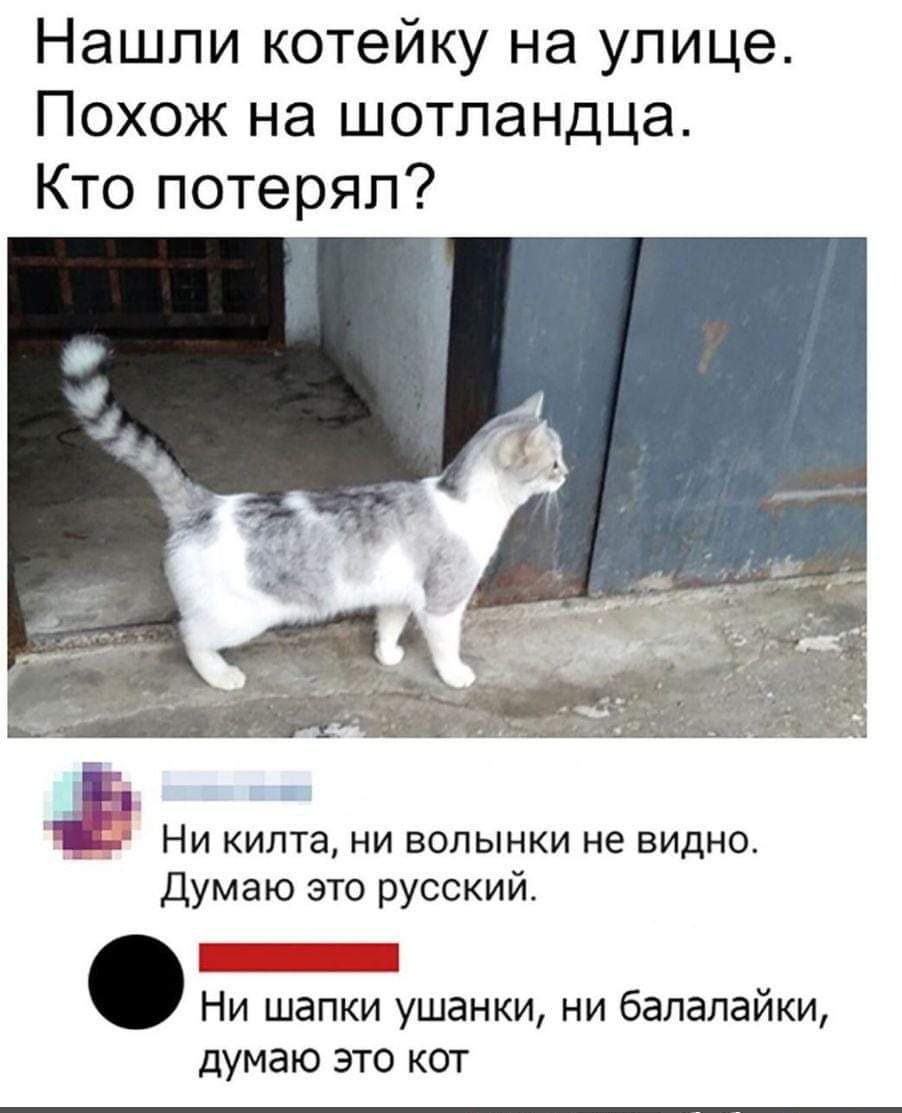 Нашли котейку на улице Похож на шотландца Кто потерял Ни килта ни волынки не видно Думаю это русский Ни шапки ушанки ни бапапайки думаю это кот