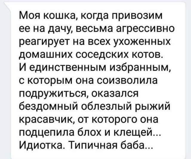 Моя кошка когда привозим ее на дачу весьма агрессивно реагирует на всех ухоженных домашних соседских котов И единственным избранным с которым она соизволила подружиться оказался бездомный облезпый рыжий красавчик от которого она подцепила блох и клещей Идиотка Типичная баба