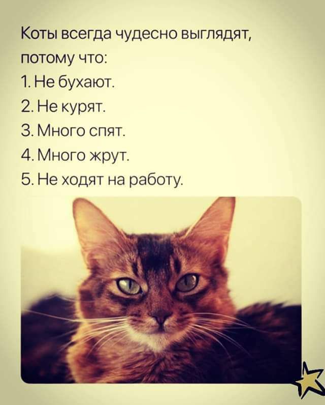 Коты всегда чудесно выглядят потому что 1 Не бухают 2 Не курят 3 Много спят 4 Много жрут 5 Не ходят на работу