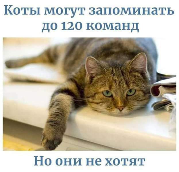 Коты могут запоминать до 120 команд Но они не хотят