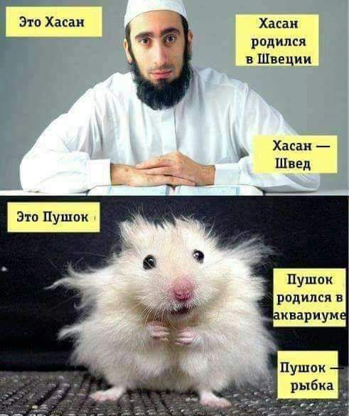 Г Этп Хасан Хасни родился в Швеции Хасан Швед Пушои родился