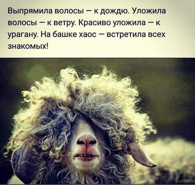 Выпрямипа волосы к дождю Упожипа волосы к ветру Красиво уложила урагану На башке хаос встретила всех знакомых