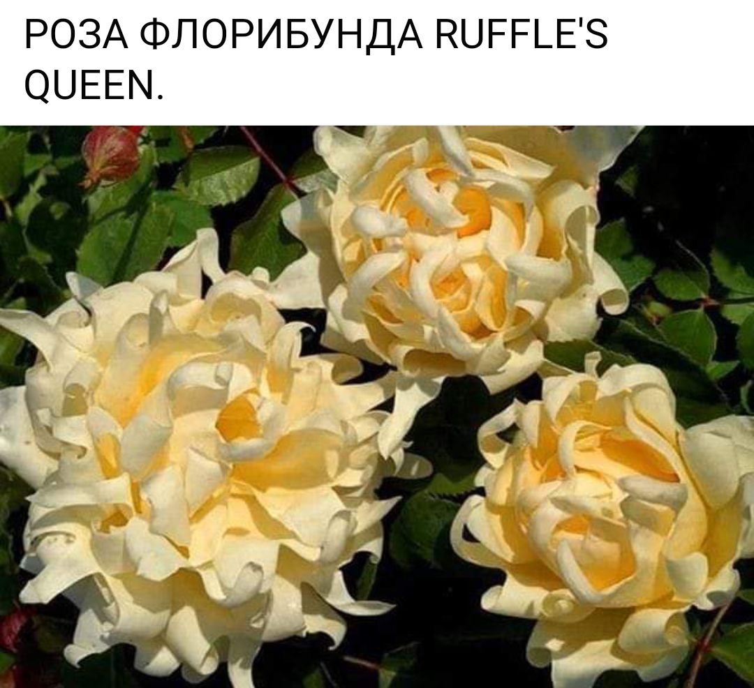 РОЗА ФПОРИБУНДА НЦРРЬЕЗ ОЦЕЕМ