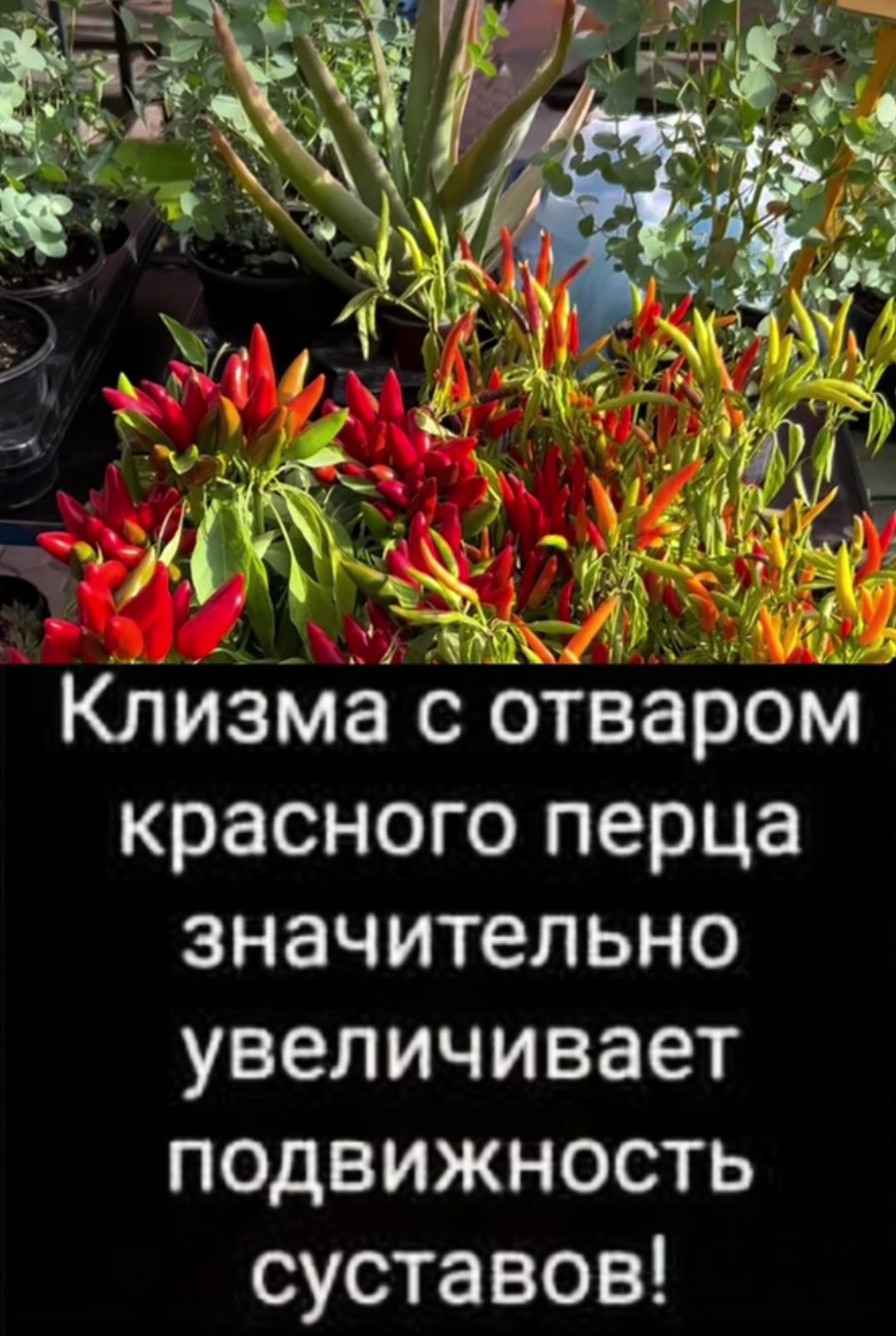 Ютизма с отваром красного перца значительно увеличивает подвижность суставов