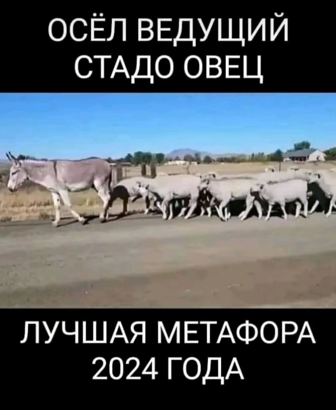 ОСЁЛ ВЕДУЩИЙ СТАДО ОВЕЦ А А 1 ЬтЯПЬ ФЪ ЛУЧШАЯ МЕТАФОРА 2024 ГОДА