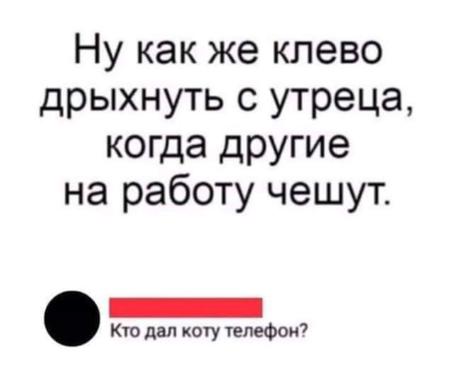 Ну как же клево дрыхнуть с утреца когда другие на работу чешут Кчо двп коту телефон