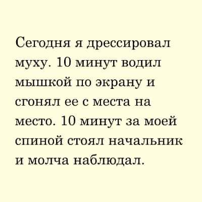 Сегодня я дрессировал муху 10 минут водил мышкой по экрану и сгонял ее с места на место 10 минут за моей спиной стоял начальник и молча наблюдал