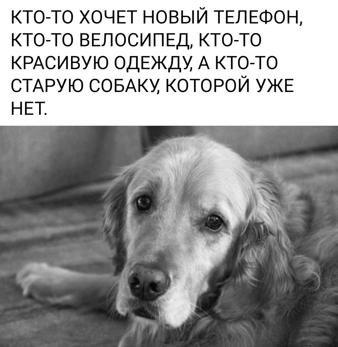 КТО ТО ХОЧЕТ НОВЫЙ ТЕЛЕФОН КТО ТО ВЕЛОСИПЕД КТОТ0 КРАСИВУЮ ОДЕЖДУ А КТО ТО СТАРУЮ СОБАКУ КОТОРОЙ УЖЕ НЕТ