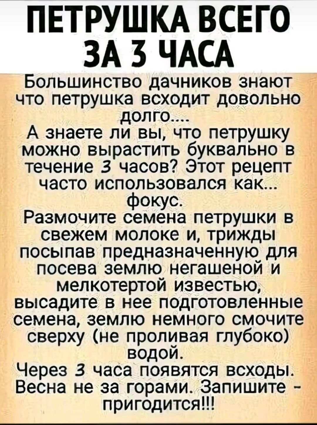 ПЕТРУШКА ВСЕГО ЗА 3 ЧАСА Большинство дачников знают что петрушка всходит довольно долго А знаете ли вы что петрушку можно вырастить буквально в течение 3 часов Этот рецепт часто использовался как фокус Размочите семена петрушки 8 свежем молоке и трижды посыпав предназначеннуоо для посева землю негашенои и мелкотертой известью высадите в нее подготовленные д семена землю немного смочите сверху не п
