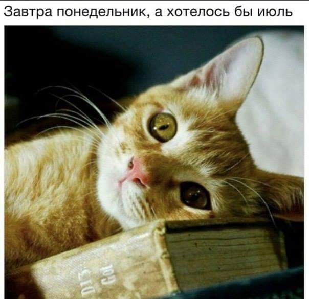 Завтра понедельник а хотелось бы июль