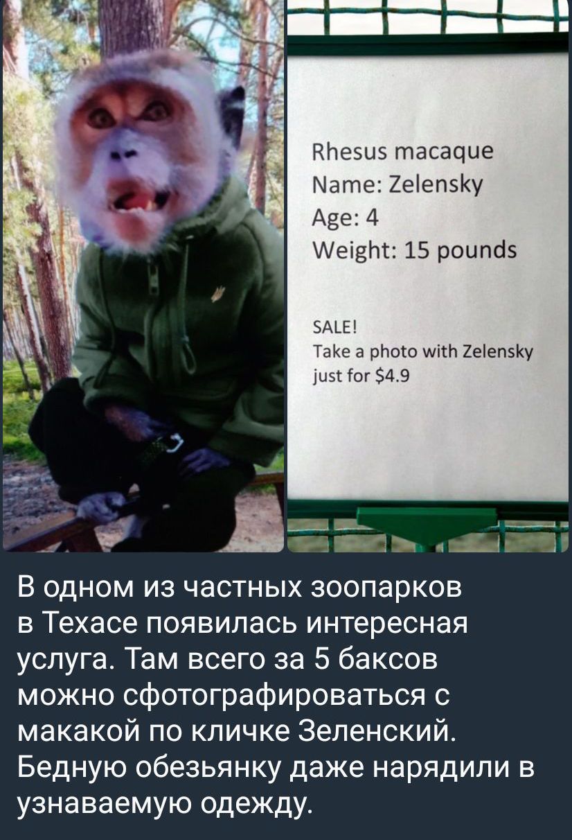 дневы тасацие Мате Хеіепэіо Ада 4 Аелет 15 роцпаэ эму им а также 1ецп5у шві зцэ В одном из частных зоопарков в Техасе появилась интересная услуга Там всего за 5 баксов можно сфотографироваться с макакой по кличке Зеленский Бедную обезьянку даже нарядили в узнаваемую одежду