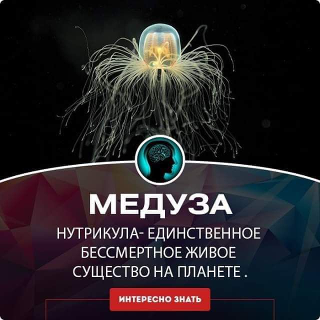 М ЕДУЗА НУТРИКУЛА ЕДИНСГВЕННОЕ БЕССМЕРТНОЕ ЖИВОЕ СУЩЕСТВО НА ПЛАНЕТЕ