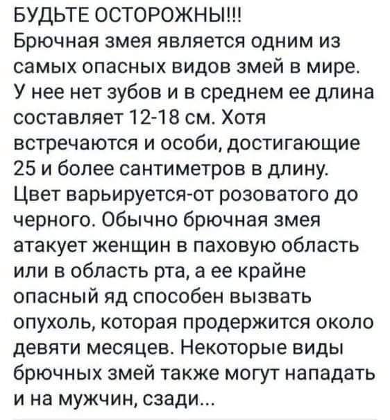 БУДЬТЕ ОСТОРОЖНЫ Брючная змея является одним из самых опасных видов змей в мире У нее нет зубов и в среднем ее длина составляет 12 16 см Хотя встречаются и особи достигающие 25 и более сантиметров в длину Цвет варьируется от розоватого до черного Обычно брючная змея атакует женщин в паховую область или в область рта а ее крайне опасный яд способен вызвать опухоль которая продержится около девяти м