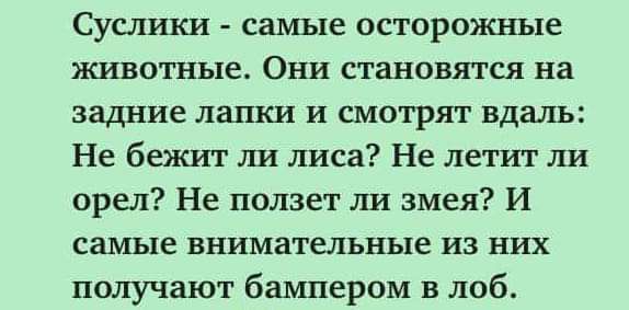 Сус лики самые осторожные животные Они становятся на задние лапки и смотрят вдаль Не бежит ли лиса Не летит ли орел Не ползет ли змея И самые внимательные из них получают бампером в лоб