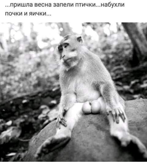 пришла весна запели птички набухли почки и яички