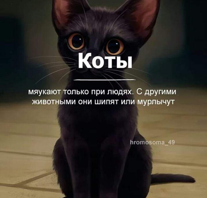 Коты ЬКО при толя ми оии шипит ип