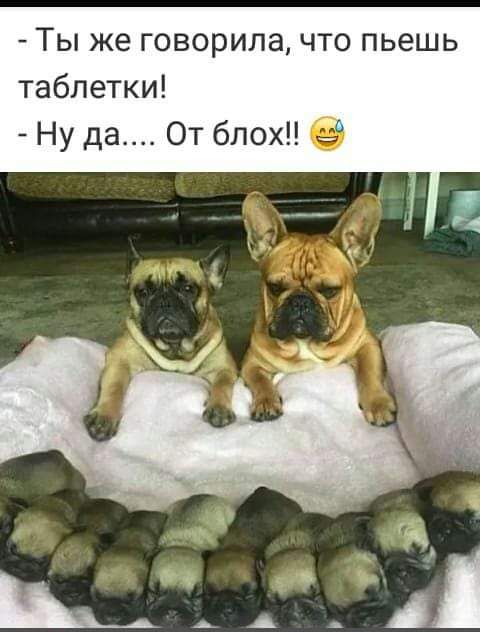 Ты же говорила что пьешь таблетки Ну да От блох