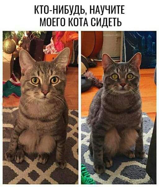 КТО НИБУДЬ НАУЧИТЕ МОЕГО КОТА СИДЕТЬ