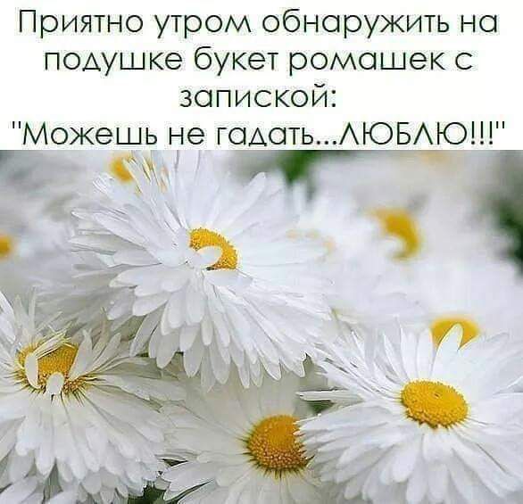 Приятно утром обнаружить на подушке букет ромашек запиской Можешь не иметь АЮБАЮ