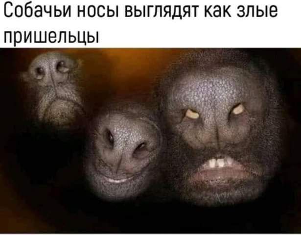 СОБЭЧЬИ НОСЫ ВЫГПЯДЯТ КЗК ЗЛЫЭ ПРИШЭПЬЦЫ