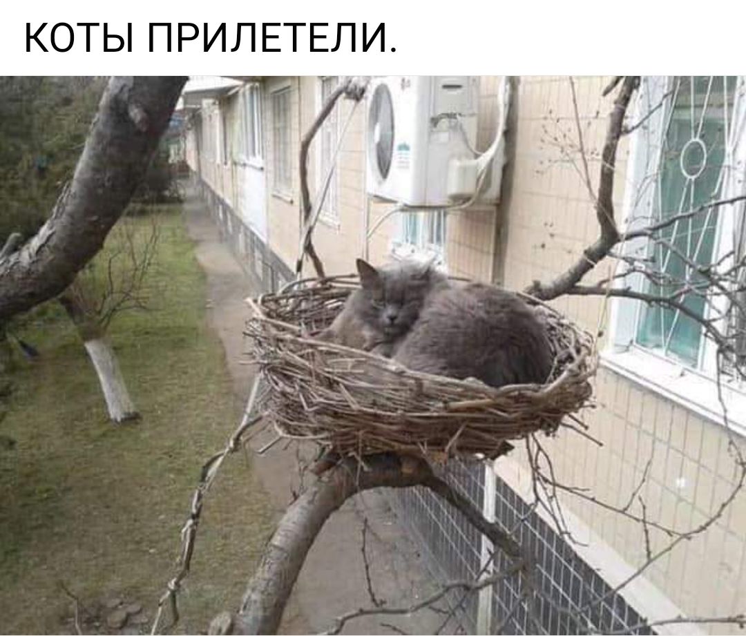 КОТЫ ПРИЛЕТЕПИ