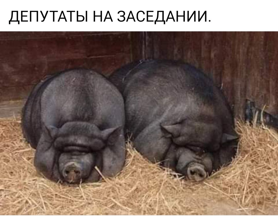ДЕПУТАТЫ НА ЗАСЕДАНИИ