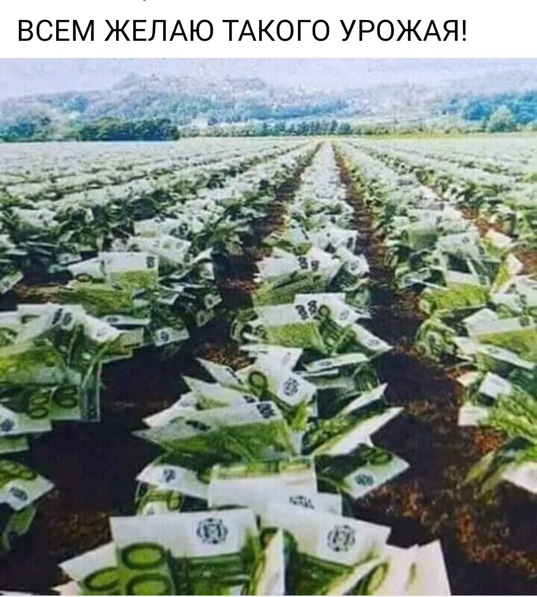 ВСЕМ ЖЕЛАЮ ТАКОГО УРОЖАЯ