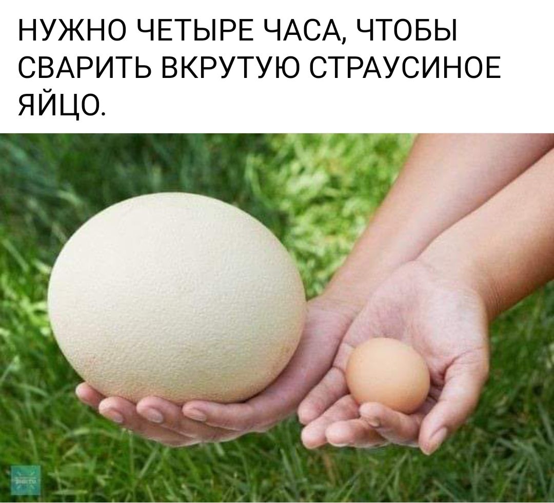 НУЖНО ЧЕТЫРЕ ЧАСА ЧТОБЫ СВАРИТЬ ВКРУТУЮ СТРАУСИНОЕ ЯЙЦО