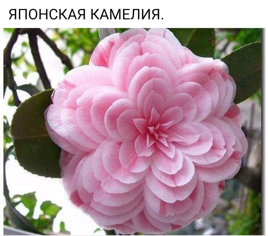 ЯПОНСКАЯ КАМЕЛИЯ _