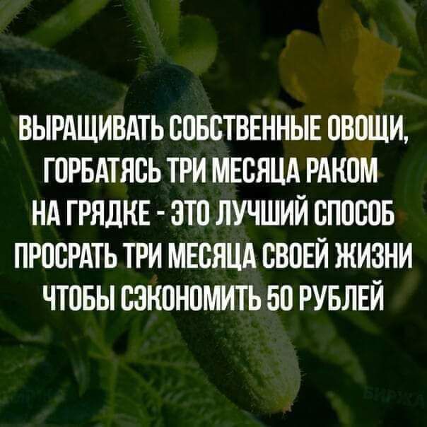 ВЫРАЩИВАТЬ БПБСТВЕННЫЕ ПВПШИ ГОРБАТЯВЬ ТРИ МЕСЯЦА РАКОМ НА ГРЯДКЕ ЭТП ЛУЧШИЙ БПШЮБ ПРПСРАТЬ ТРИ МЕСЯЦА БВПЕЙ ЖИЗНИ ЧТОБЫ БЗКПНПМИТЬ 511 РУБЛЕЙ