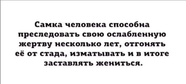 Самка чалавека способна преследовать свою оспабпеииую жертву ивсиппыю пет отгонять её от стада изипт вп и итаге заставлять жениться