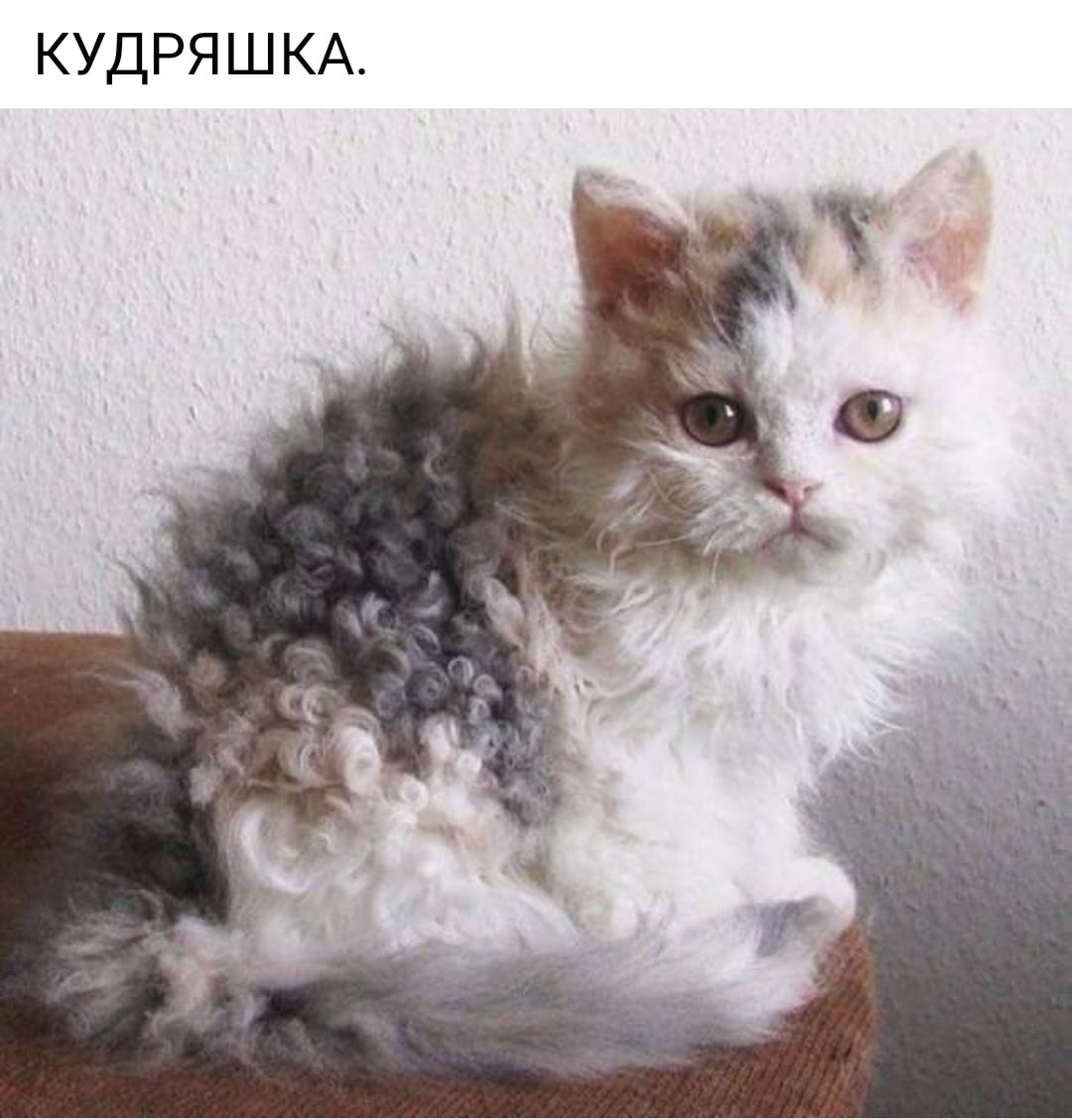 КУДРЯШКА