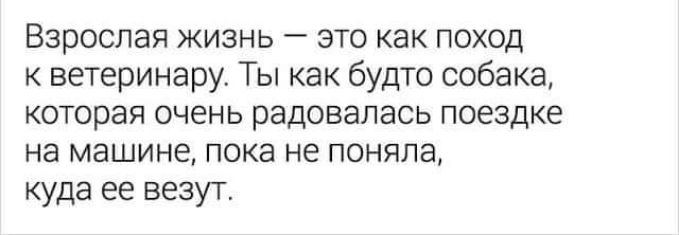 Взрослая жизнь это как поход к ветеринару Ты как будто собака которая очень радовалась поездке на машине Пока не поняла куда ее везут