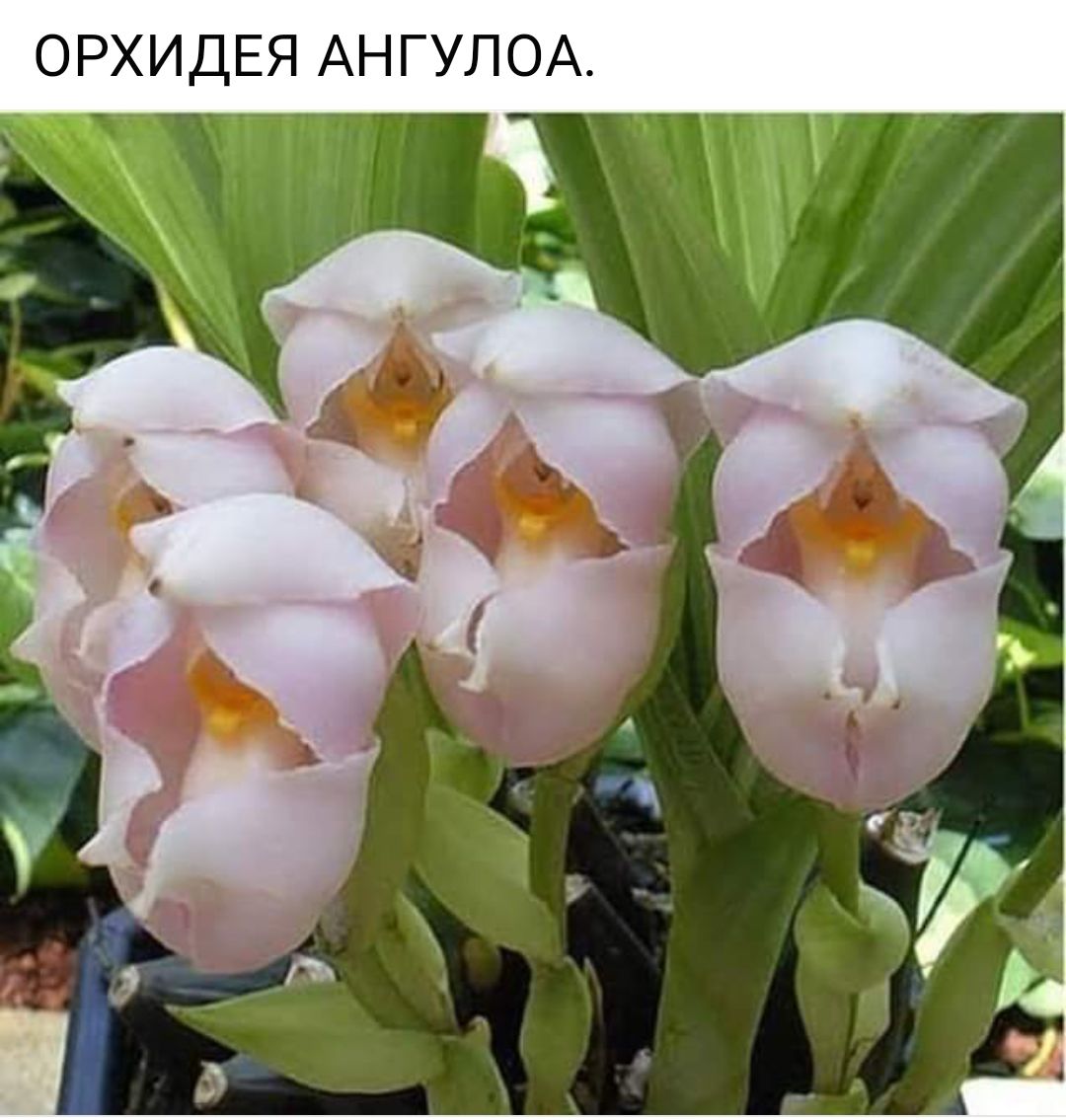 ОРХИДЕЯ АНГУЛОА