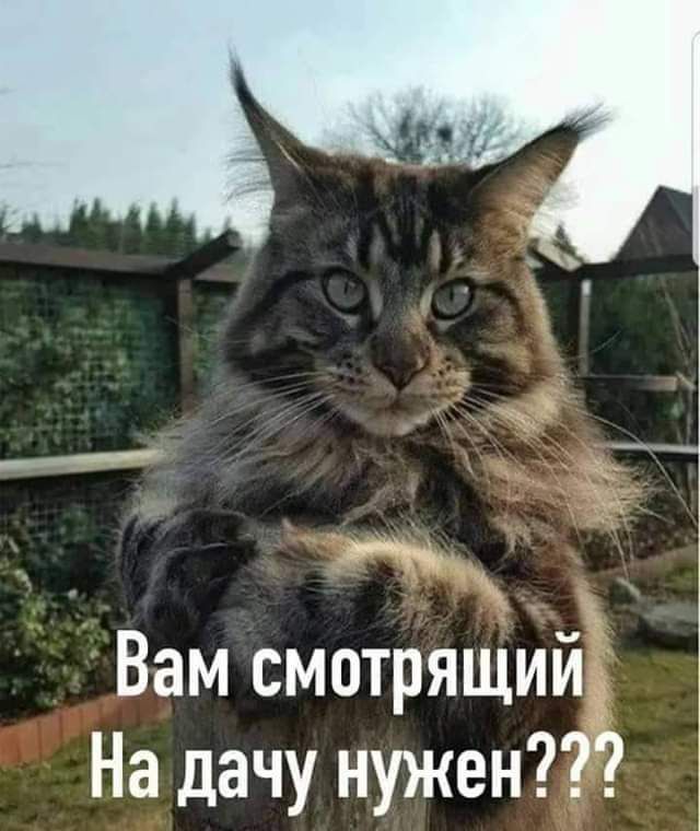 Вам смотрящий На дачу нужен