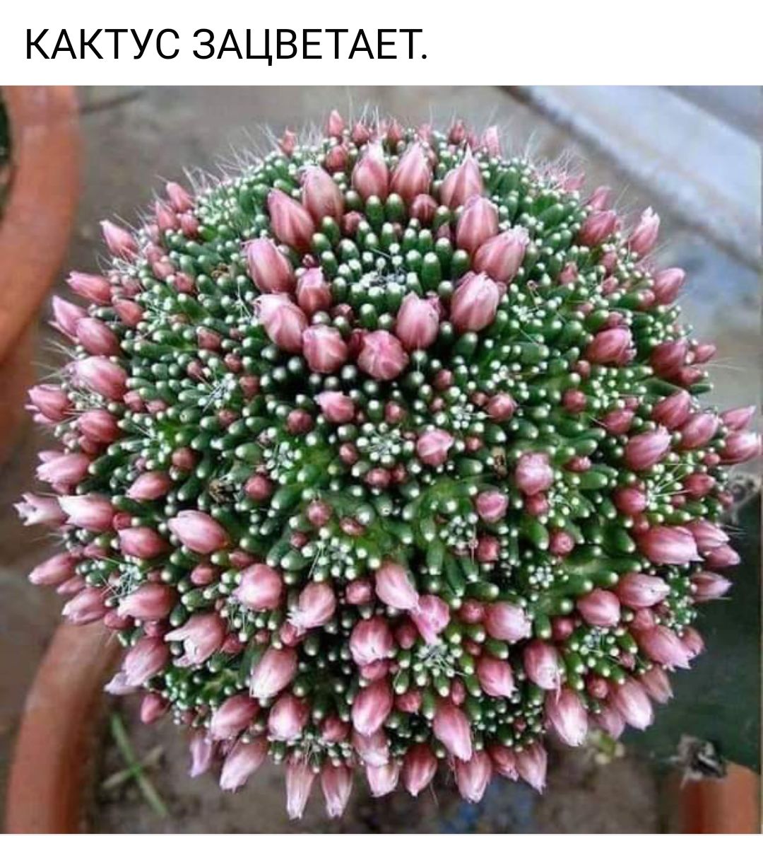 КАКТУС ЗАЦВЕТАЕТ