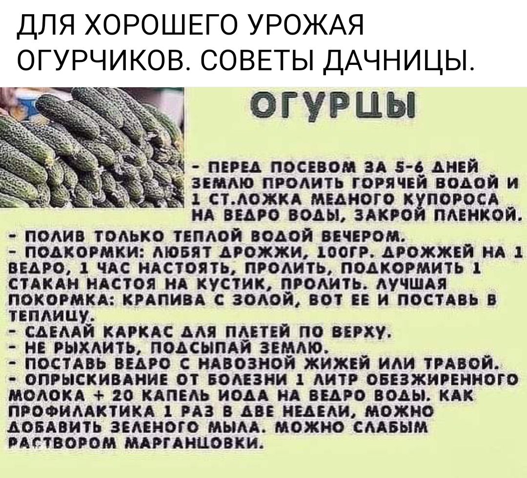 ДЛЯ ХОРОШЕГО УРОЖАЯ ОГУРЧИКОВ СОВЕТЫ ДАЧНИЦЫ ОГУРЦЫ ппц поспал і д АИЕЙ ними пммип гпгичій водой и стложп мииого погон ид имо воды икт пмихош поди мыш ЕПАПП надой Е ом пометки дюпт дрожжи поп А ожжш ил вира чм миопия пюпичь подкормить спим идсюя ид кустик тмин мчшп пот мкл кппип змвй вот и и поспи пмииу сима кпп дм мнея по пин н шит подсыпдй зщдю папин ими ипозиои жити иди пой опшскивмиъ о години 