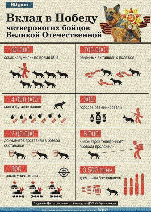 Вклад в Победу четвероногих бойцов Великой Отечественной собамспужипи вп ними еще ЖЖ ЖЖЖ и Ф ашпи докумеов лишили в биений пбшаиопив ЖЁЬЁЖ пише уиичюжипи 39 винами вытащили поди ЯньЖ тралов разминирпцапи Рс