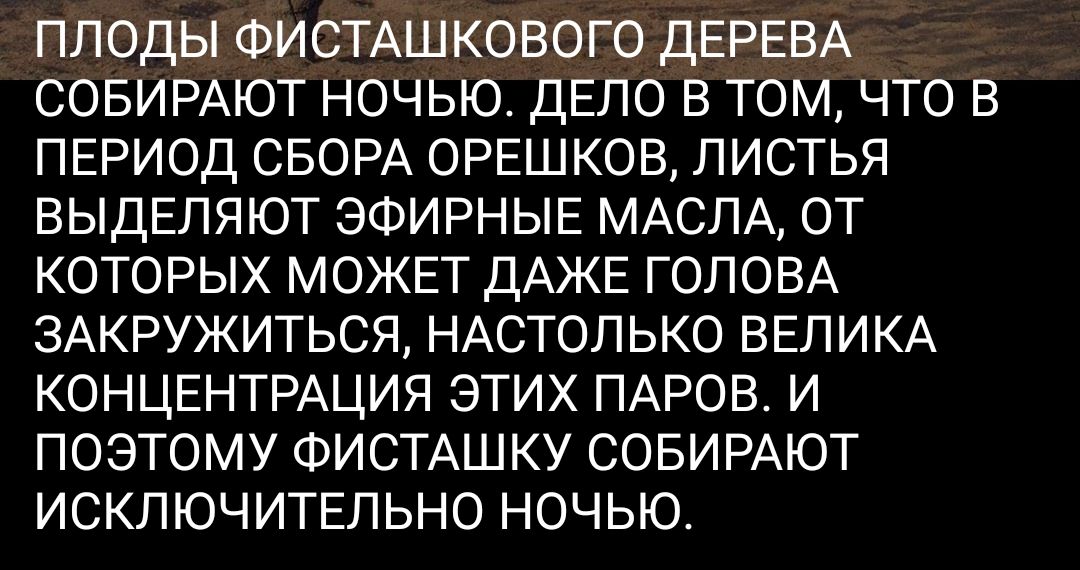 ПЛОДЫ ФИСТАШКОВОГО ДЕРЕВА СОБИРАЮТ НОЧЬЮ ДЕЛО В ТОМ ЧТО В ПЕРИОД СБОРА ОРЕШКОВ ЛИСТЬЯ ВЫДЕЛЯЮТ ЭФИРНЫЕ МАСЛА ОТ КОТОРЫХ МОЖЕТ ДАЖЕ ГОЛОВА ЗАКРУЖИТЬСЯ НАСТОЛЬКО ВЕЛИКА КОНЦЕНТРАЦИЯ ЭТИХ ПАРОВ И ПОЭТОМУ ФИСТАШКУ СОБИРАЮТ ИСКЛЮЧИТЕЛЬНО НОЧЬЮ