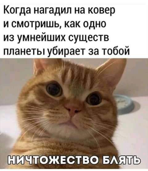 Когда нагадип на ковер и смотришь как одно из умнейших существ планеты убирает за тобой діитожвство БАЯТЬ