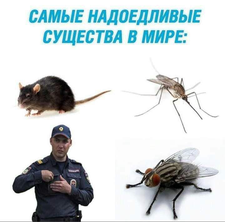 САМЫЕ НАДПЕДЛИВЫЕ СУЩЕСТВА В МИРЕ