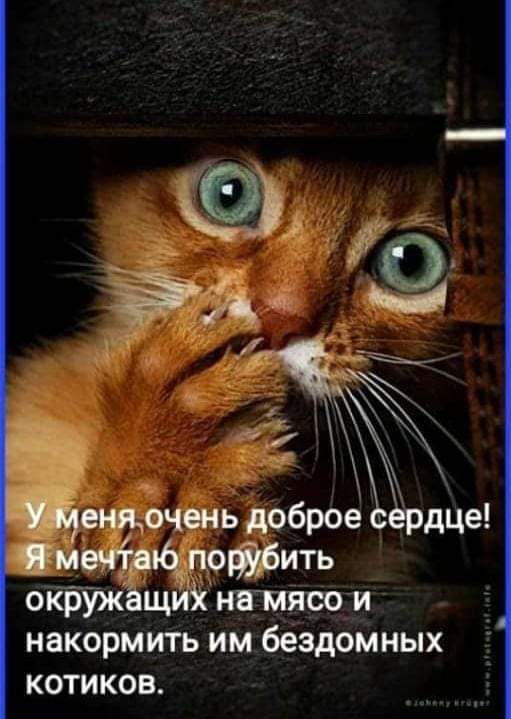 о _ ендочень доброе сёрдце майнд подбить ок59жащуій намясо и накормить им бездомных котиков