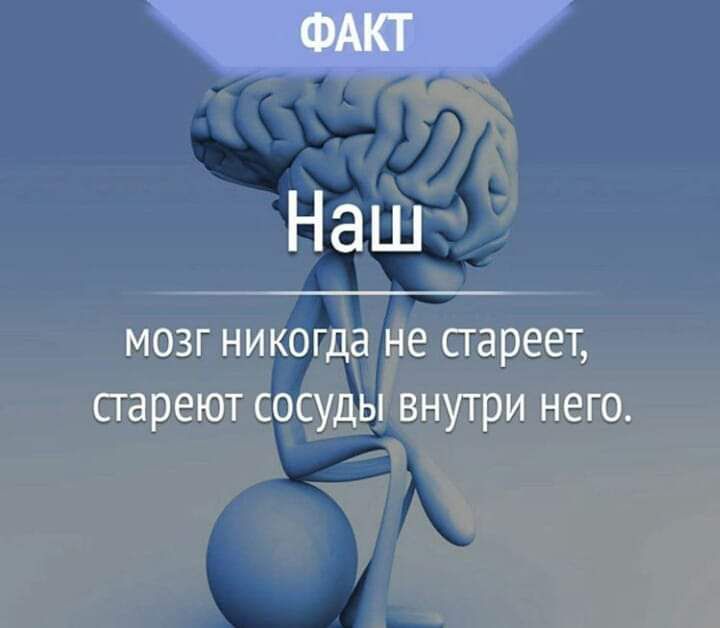 Наш мозг никогда не стареет сгареют сосуды внутри него