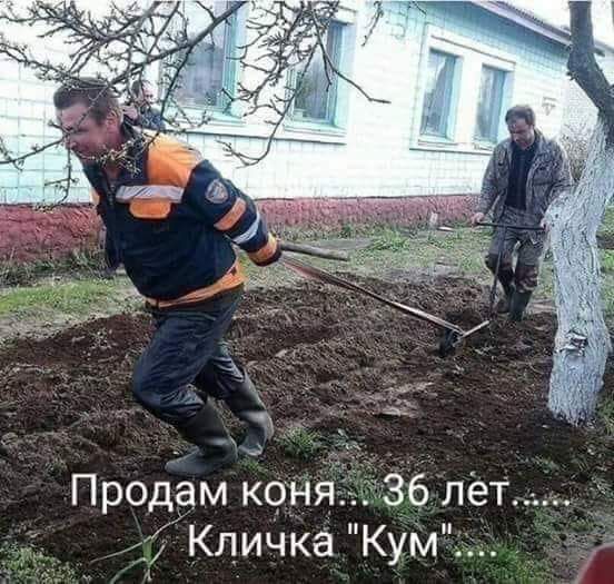 Продам коня 36 лет _ Кличка Кум