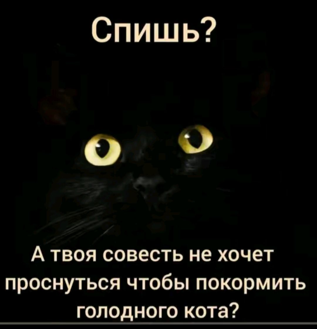 Спишь 00 А твоя совесть не хочет проснуться чтобы покормить голодного кота_