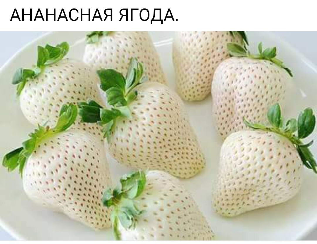 АНАНАСНАЯ ЯГОДА л