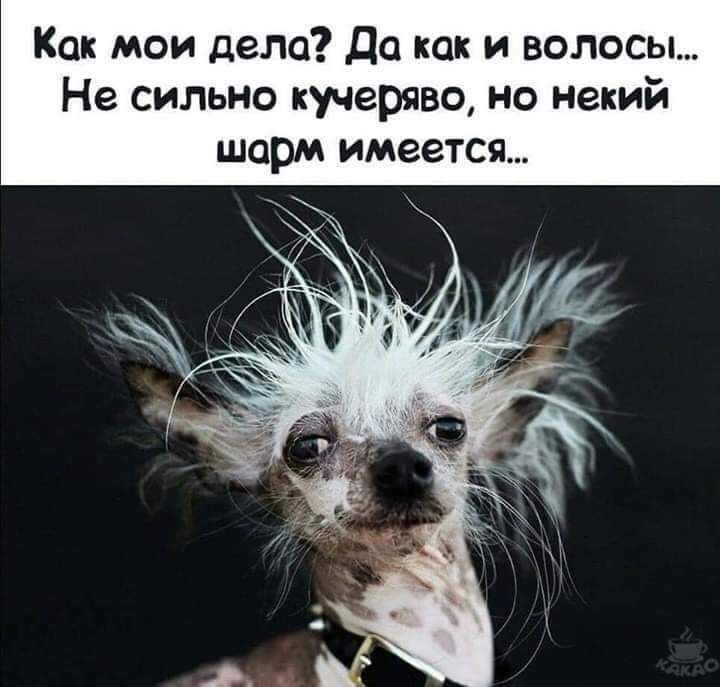 Как мои дело Да как и волосы Не сильно кучераво но некий шарм имеется