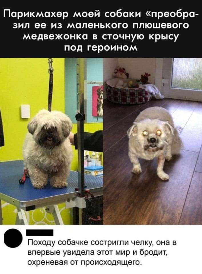 Парикмахер моей собаки преобра зип ее из маленького плюшевого медвежонка в сточную крысу под героином Походу собачке сострити чему она в впервые уаидепа эгот мир и бродит охреневая от происходящего