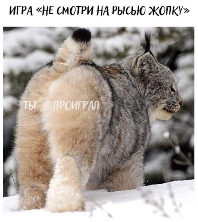 ИГРА НЕ смотри НА рысью жопку