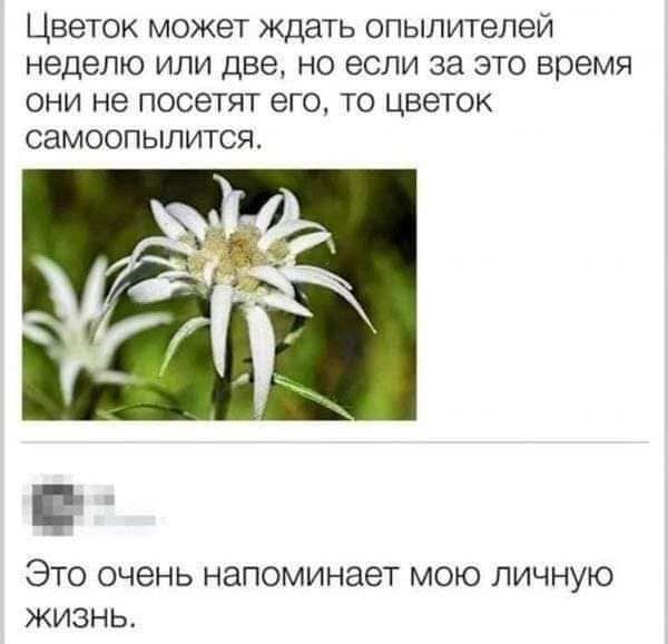 Цветок может ждать опылитепей неделю или две но если за это время они не посетят его то цветок самоопылится ЭТО очень напоминает МОЮ ЛИЧНУЮ ЖИЗНЬ